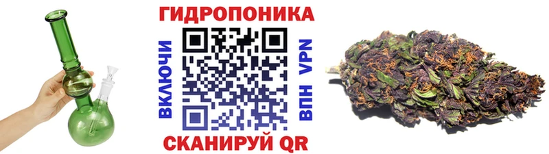 Каннабис планчик Гай
